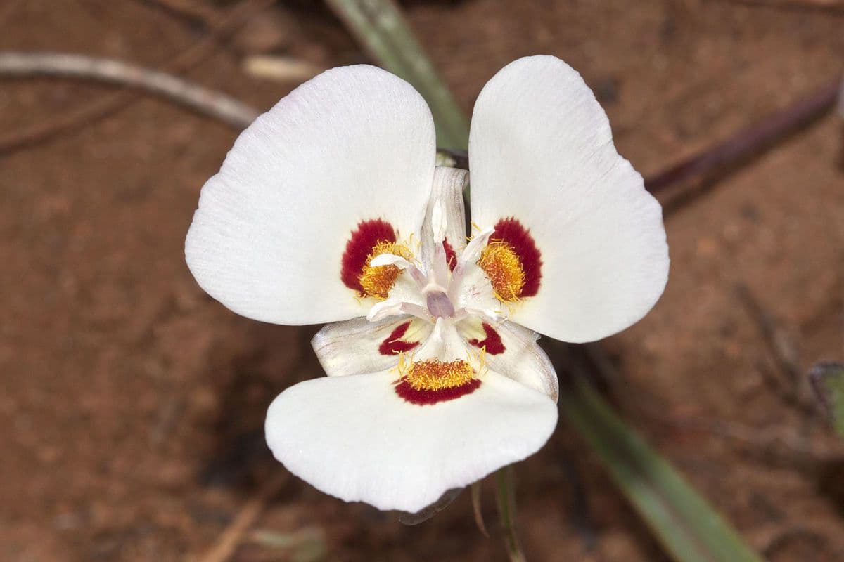 Calochortus 3
