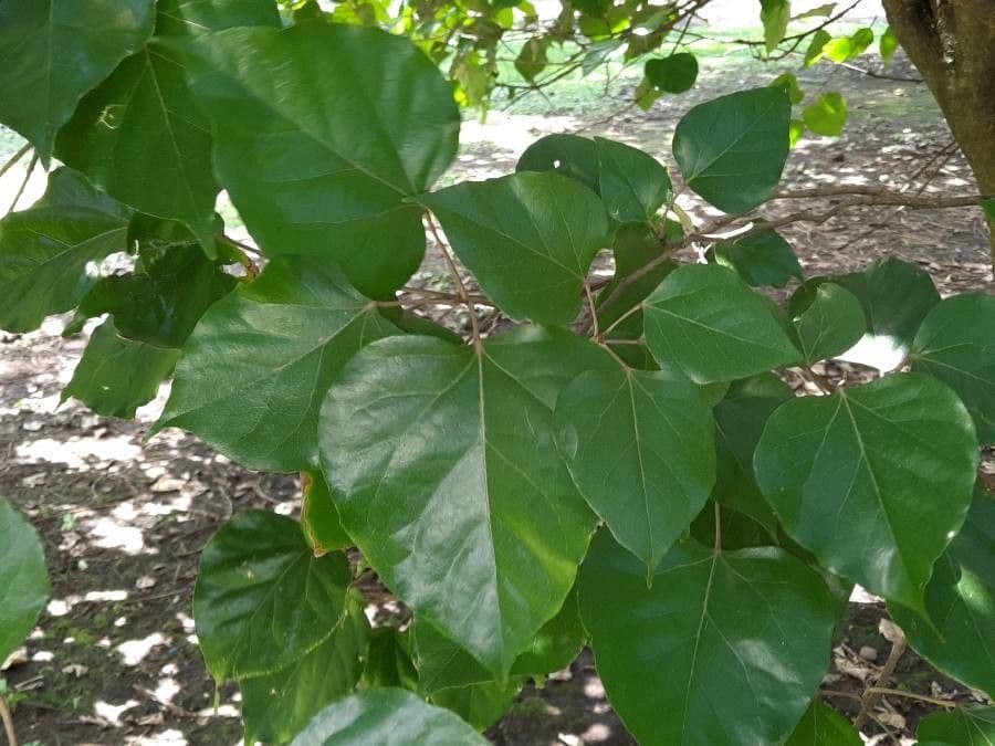 Croton 9