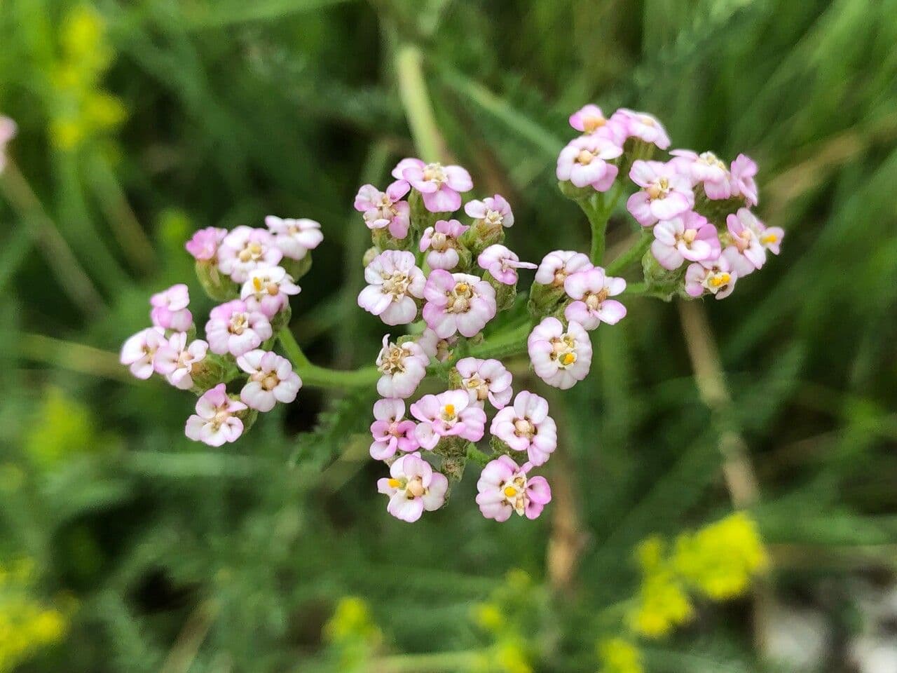 Achillea roseo-alba 4