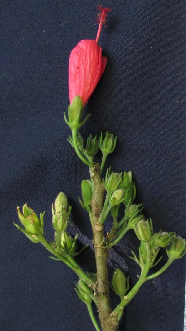 Malvaviscus 4