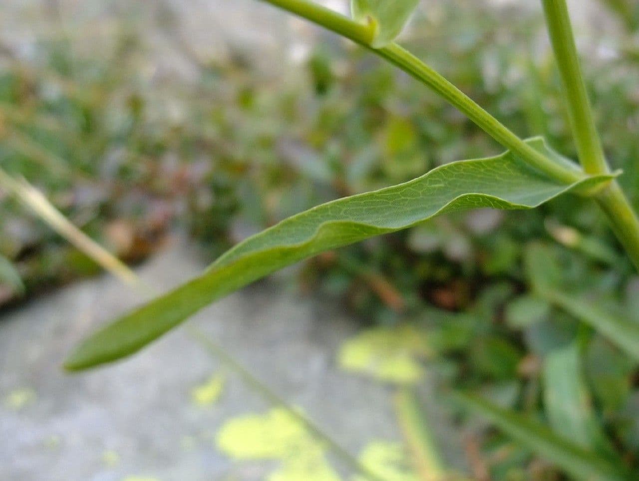 Bupleurum stellatum 16