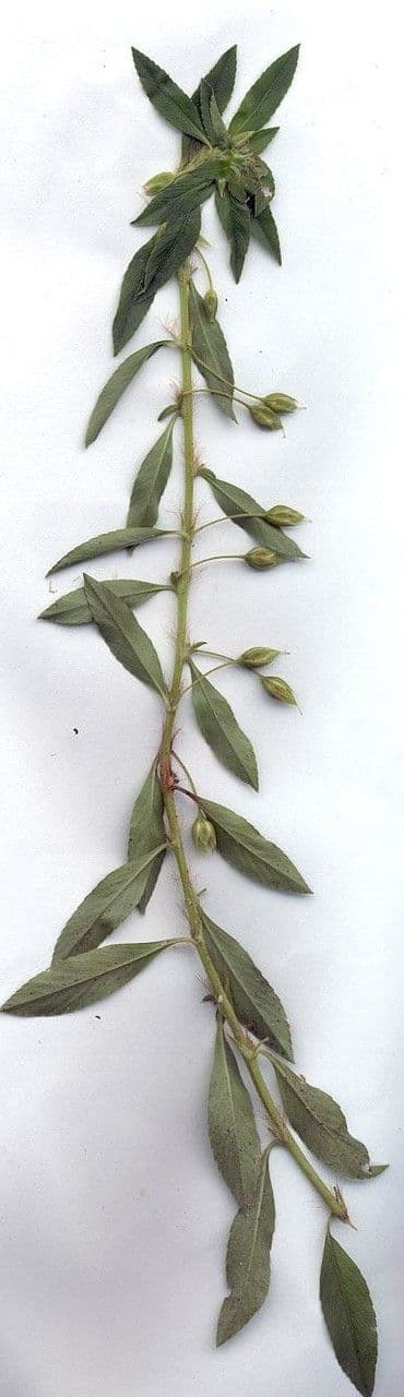 Sauvagesia 26