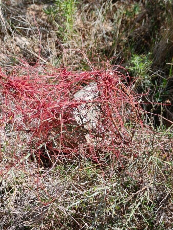 Cuscuta del timo 14