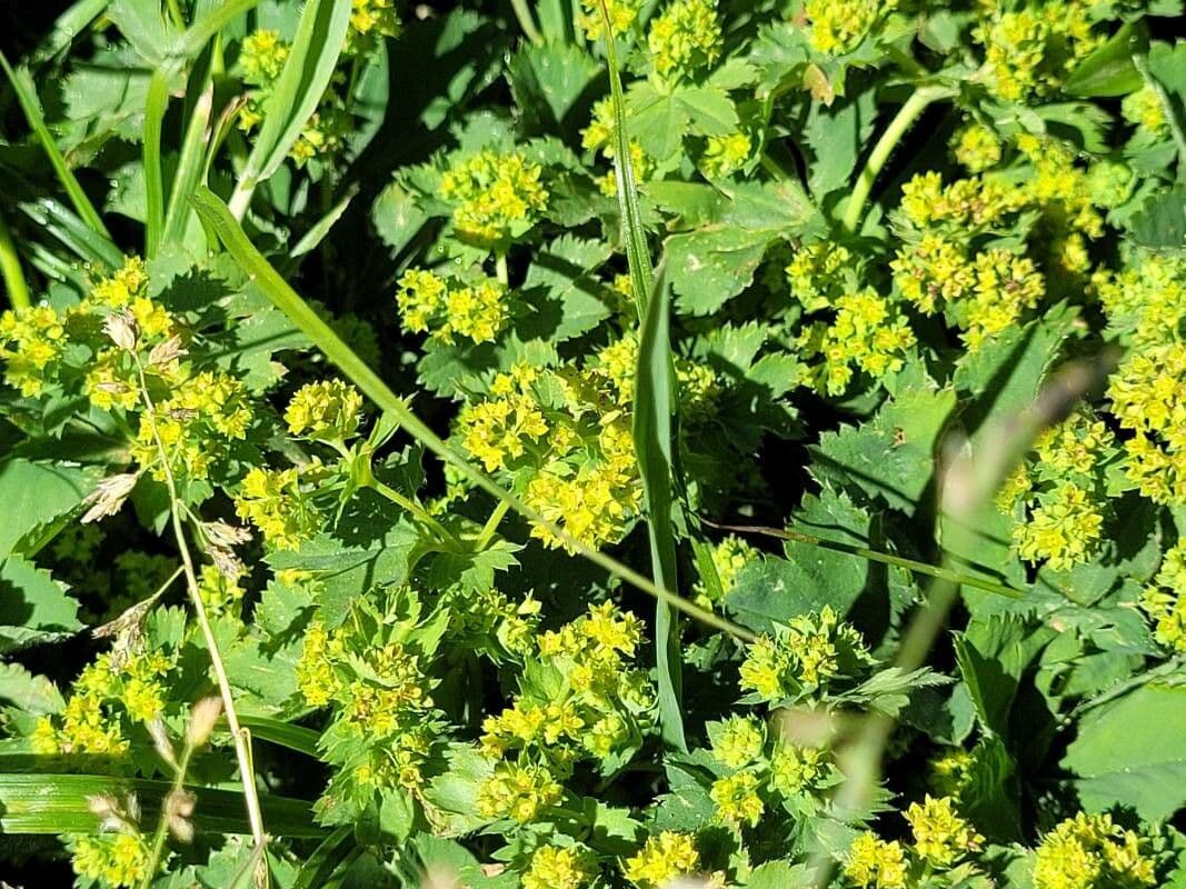 Alchemilla