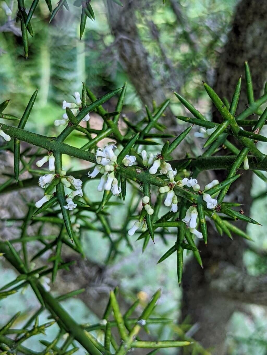 Colletia 4