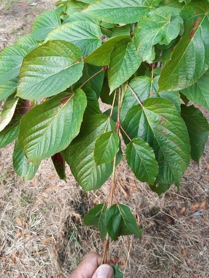 Arce de hoja de tilo 6