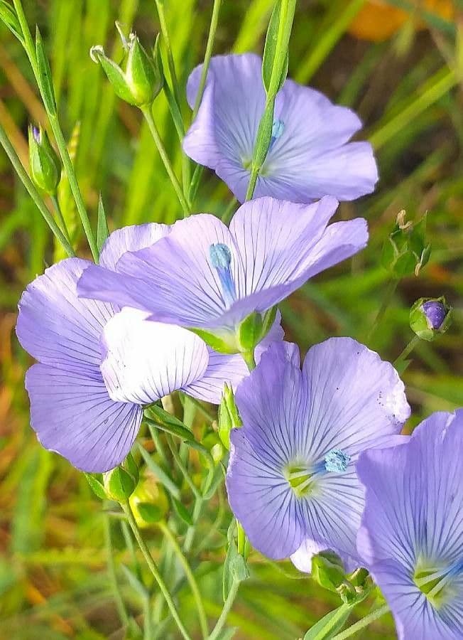 Linseed 10