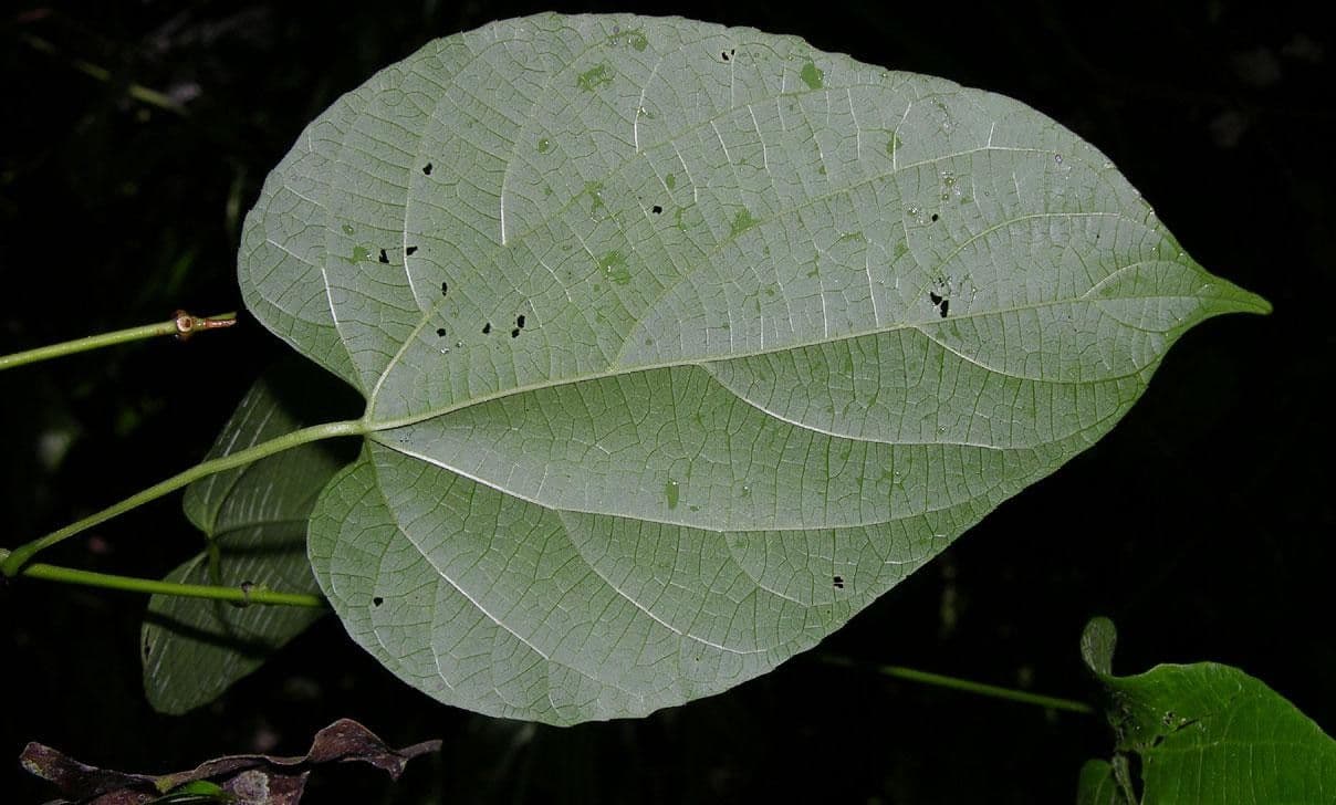 Dalechampia dioscoreifolia 11