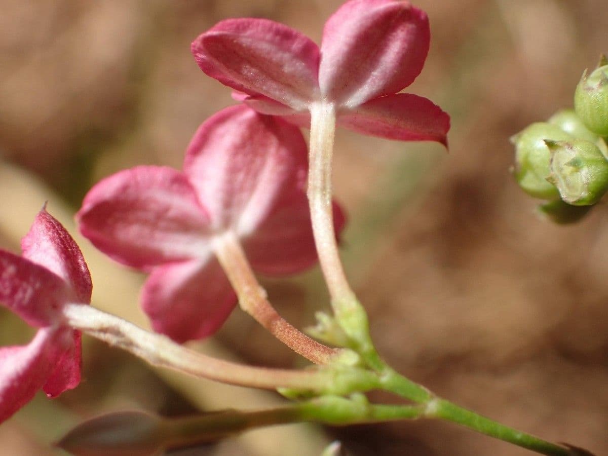 Kohautia 4