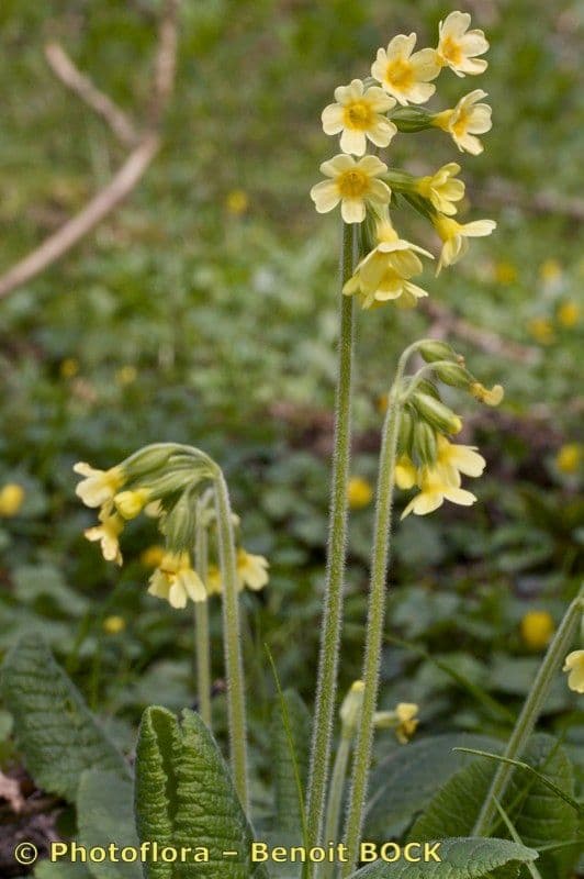 Primula maggiore 27