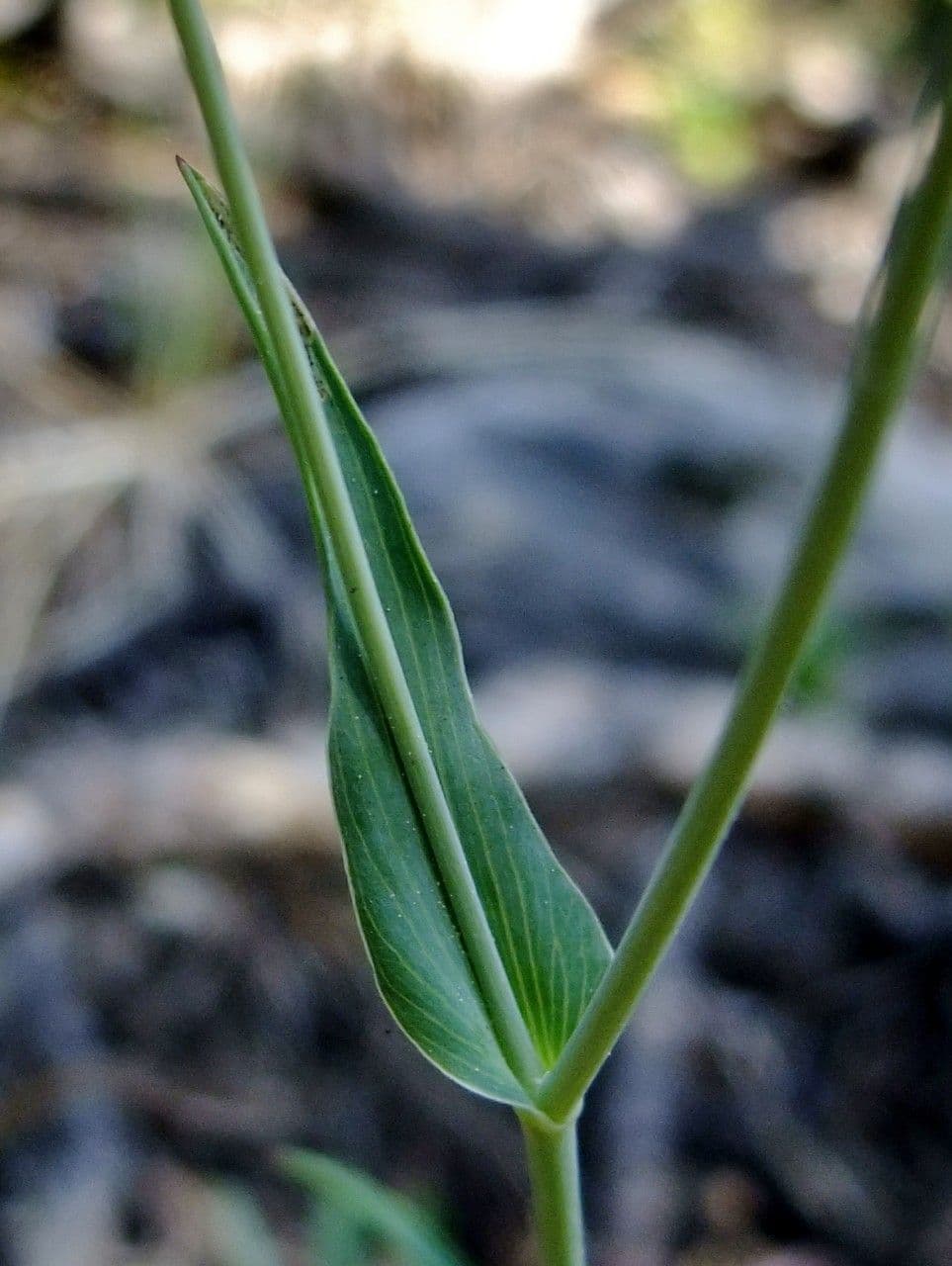 Bupleuro ranuncoloide 16