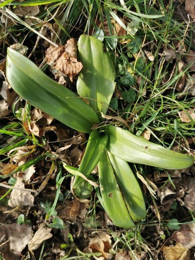 Orchide maggiore 2
