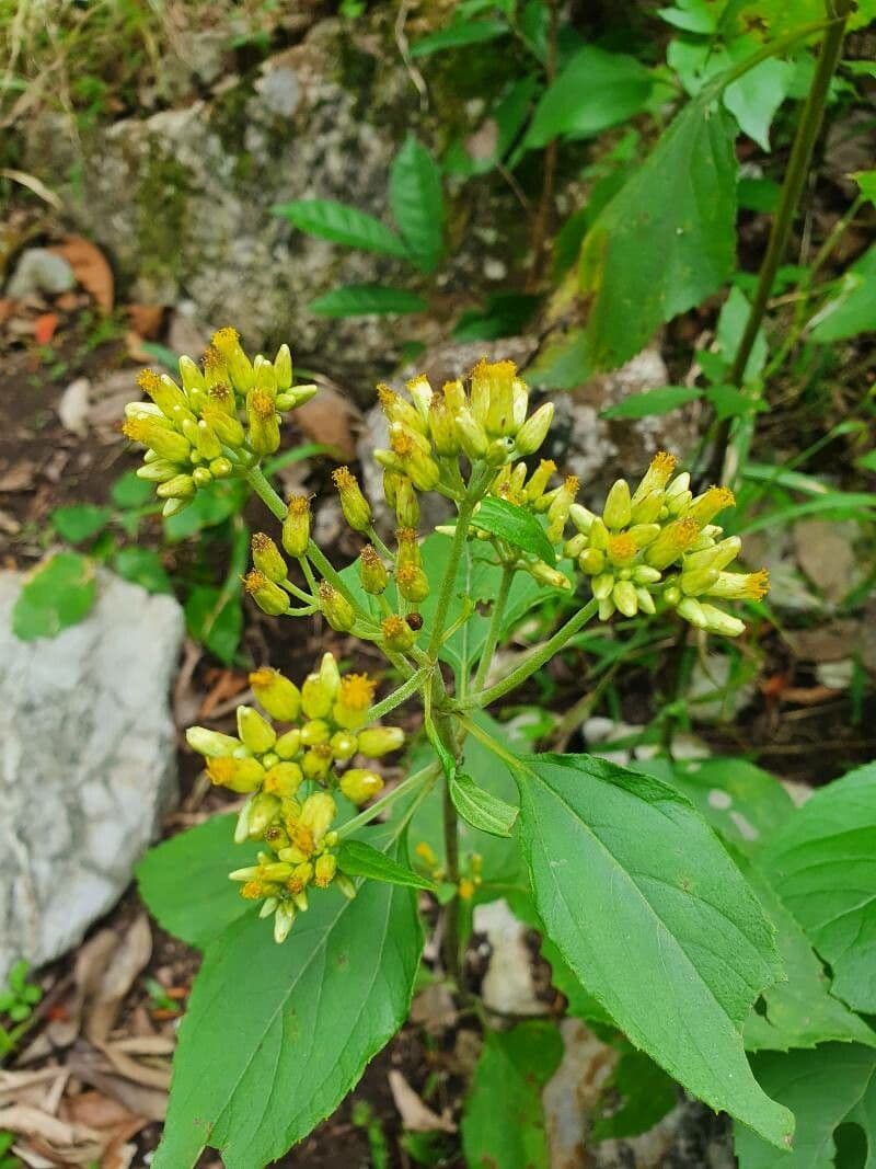 Schistocarpha 5