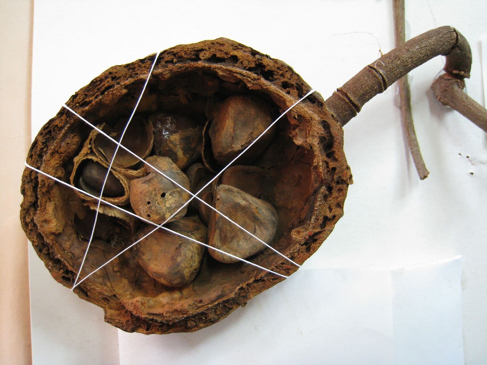 Tontelea attenuata 2