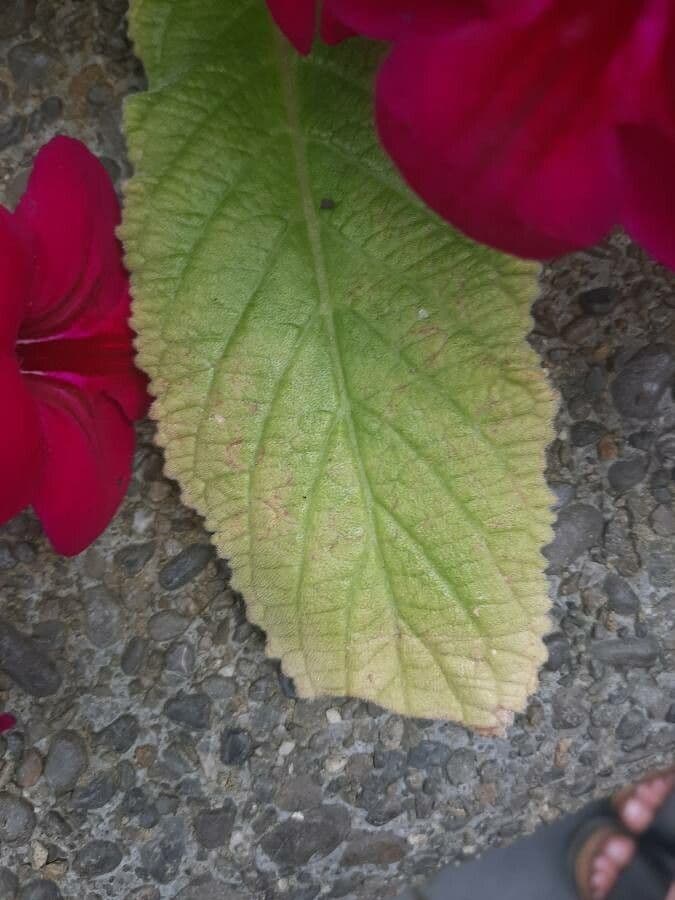 Primula del Capo 8