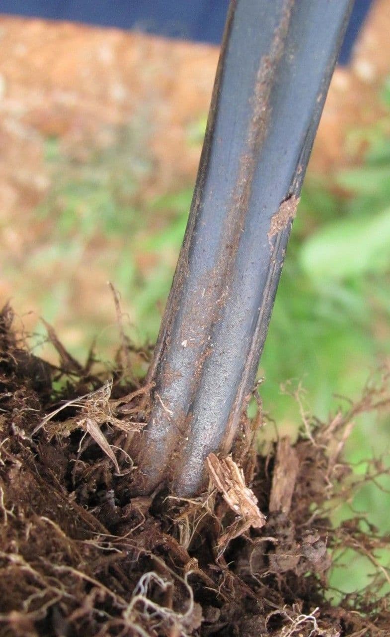 Tropischer Duftfarn 11