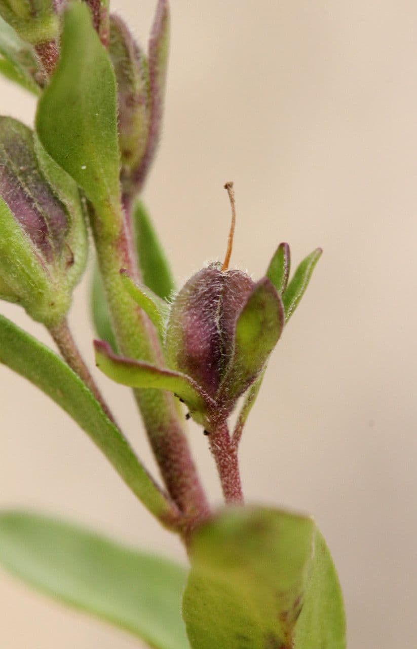 Veronica fruticulosa 2