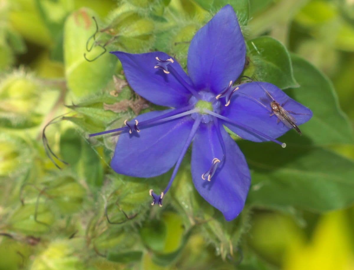 Hydrolea 2