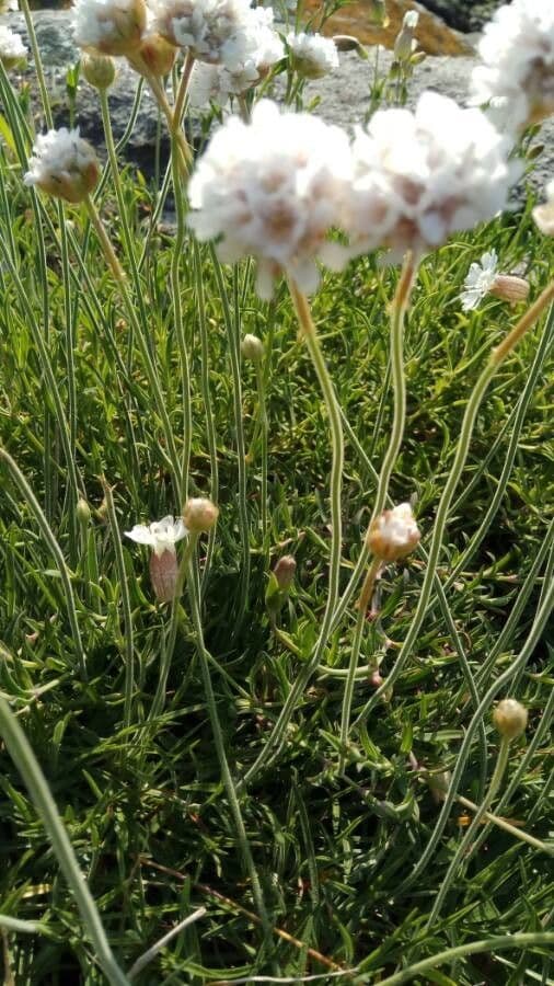Armeria ruscinonensis 16