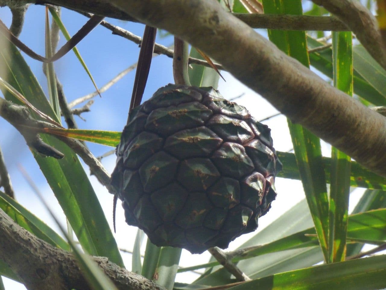 Pandanus pourpre