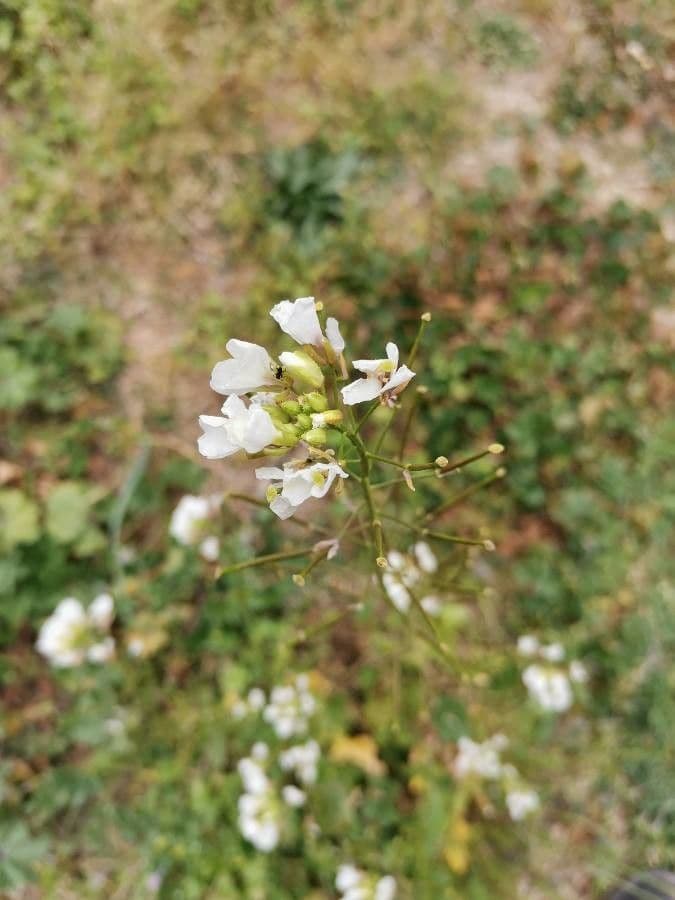 Draba murale 10