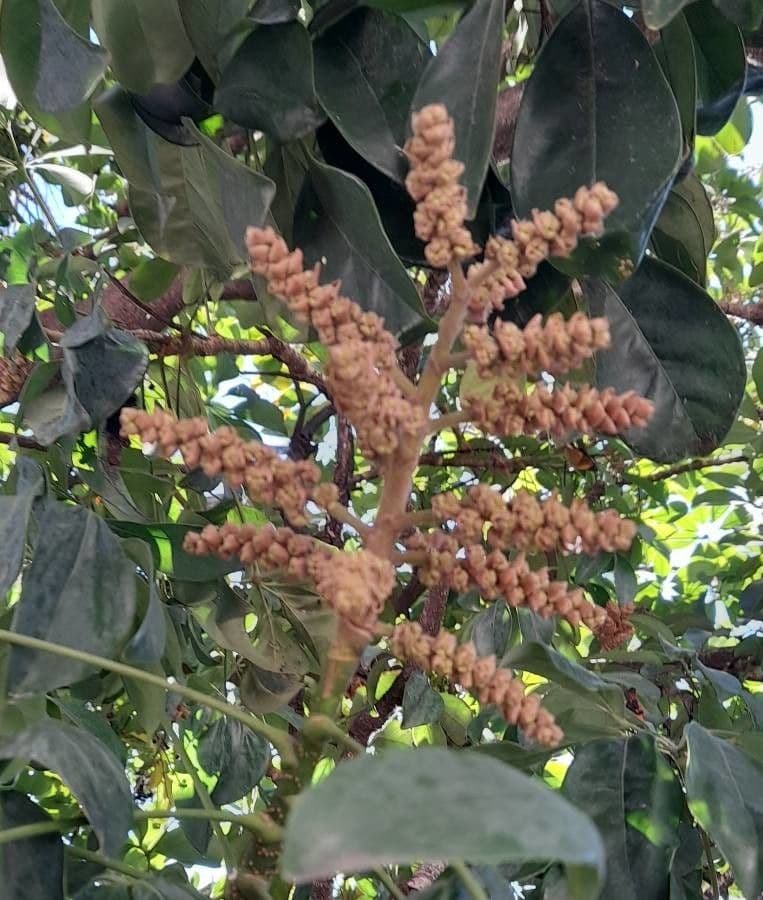 Heptapleurum