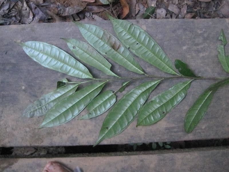 Vantanea 2
