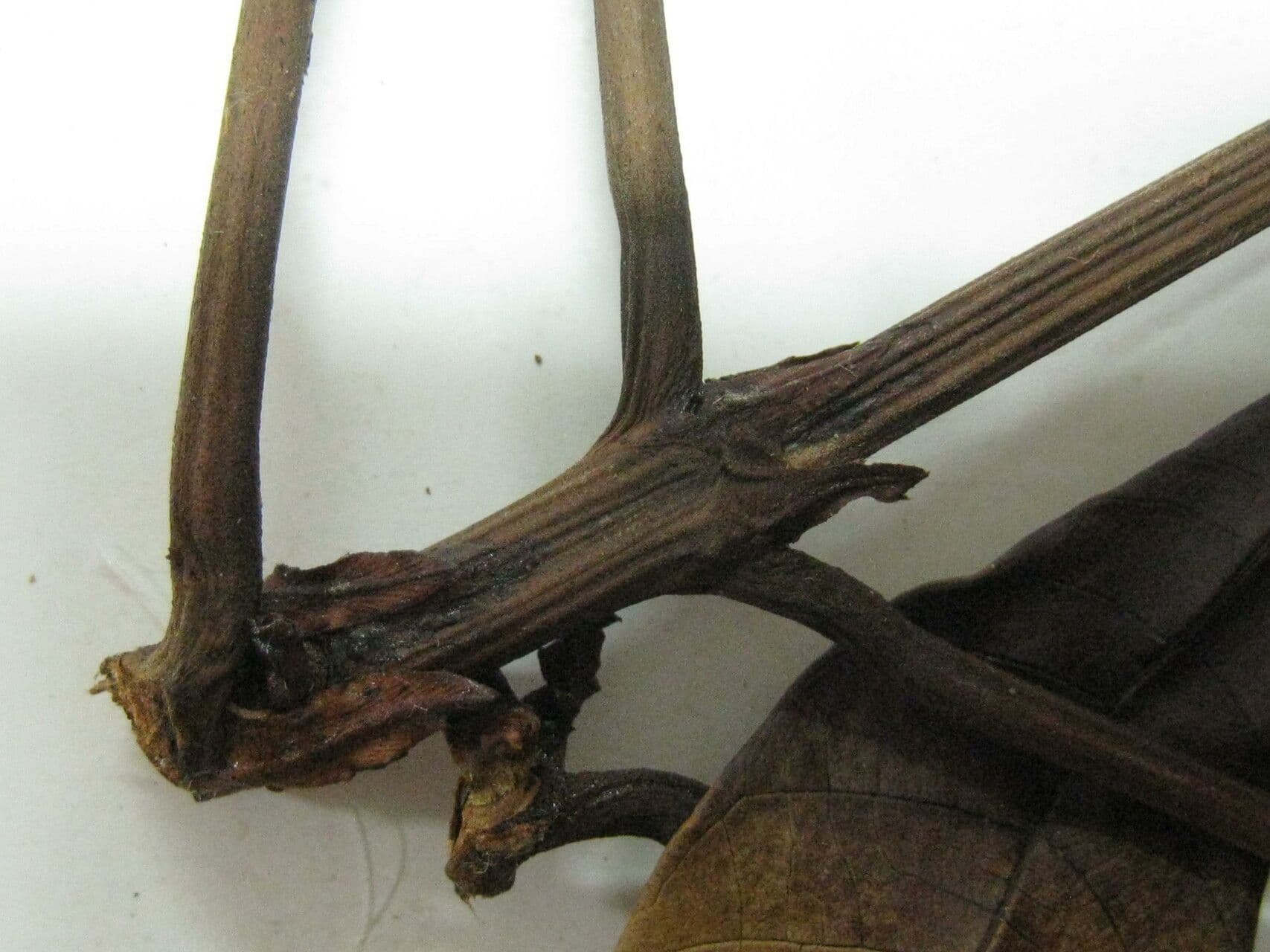 Isertia hypoleuca 3