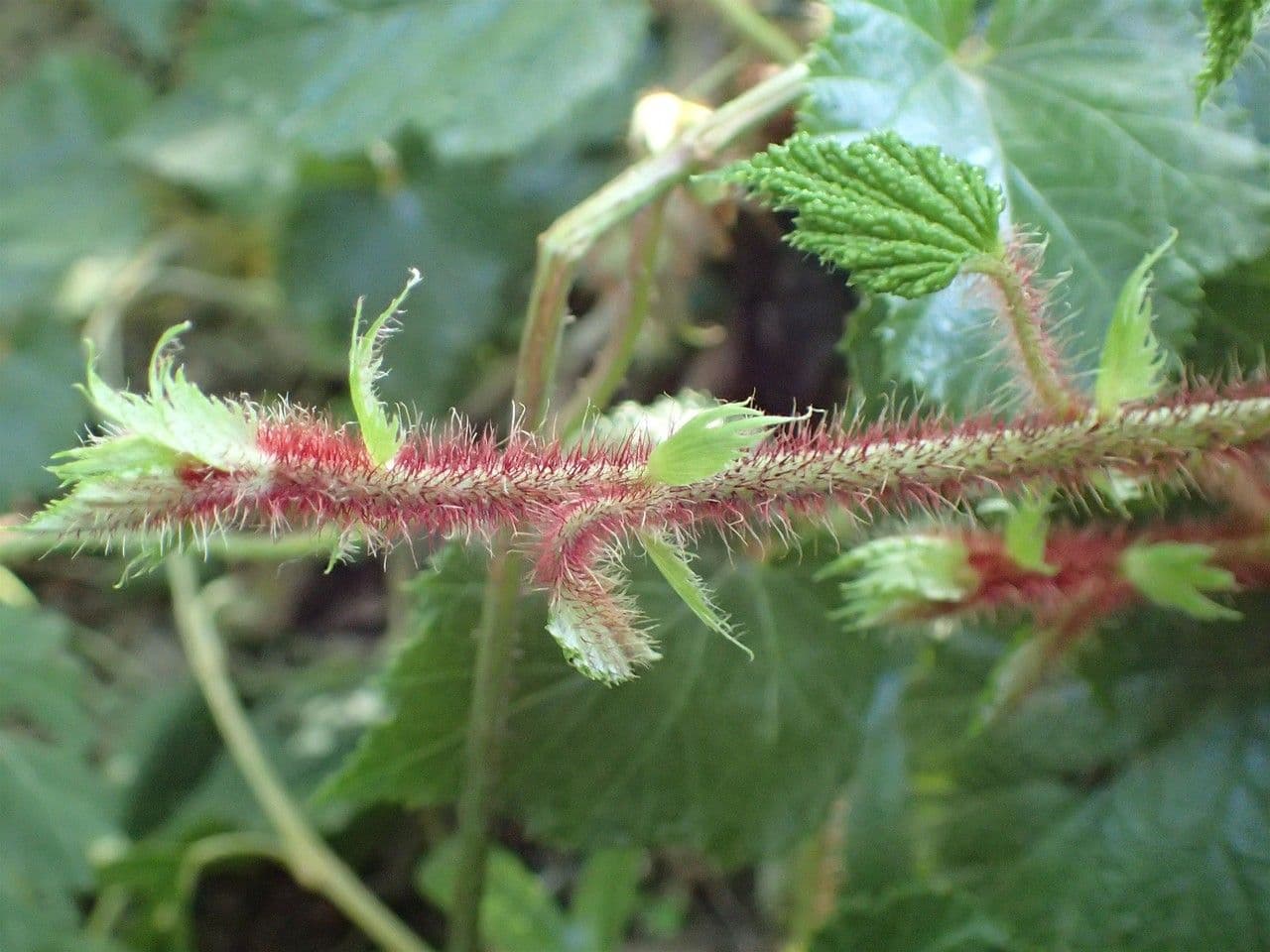Rovo tricolore 23