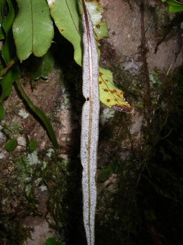 Elaphoglossum 3