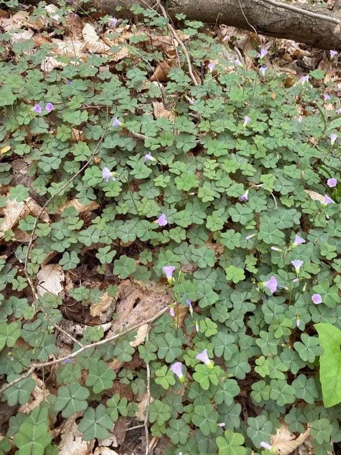 Acetosa viola 12
