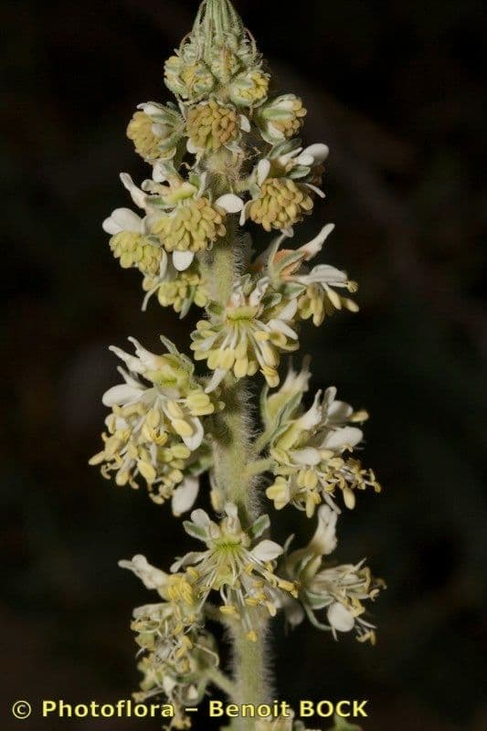 Reseda 6