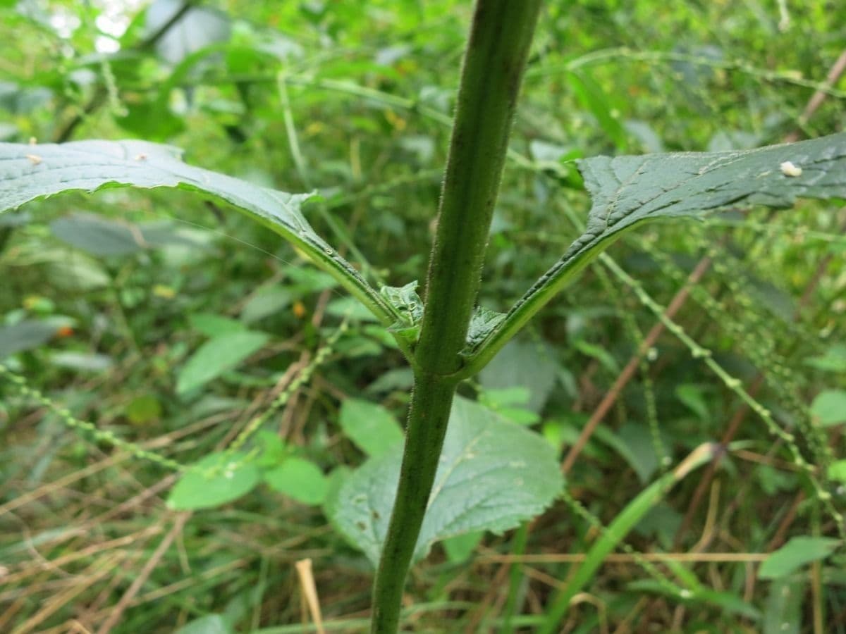 Verbena orticifolia 25