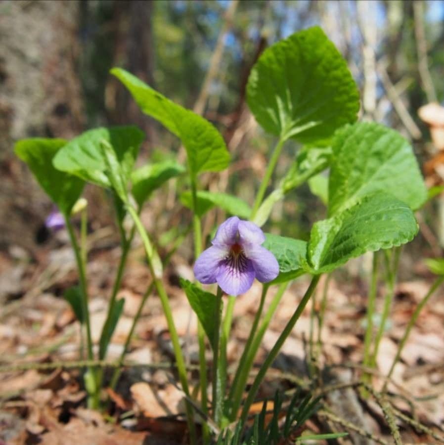Viola mirabile 6