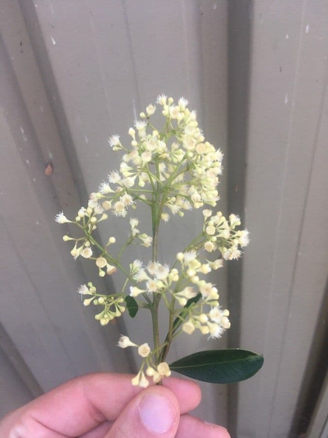 Malagueta 6