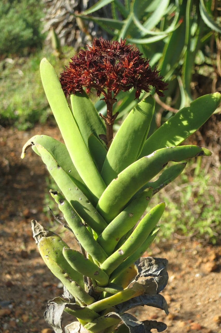 Crassula perfoliata