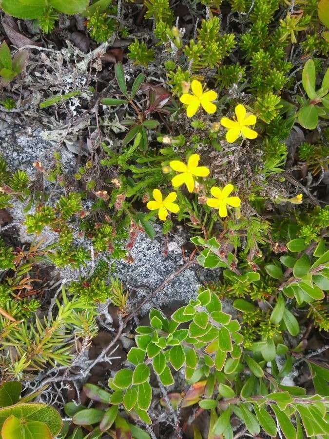 Hudsonia 2