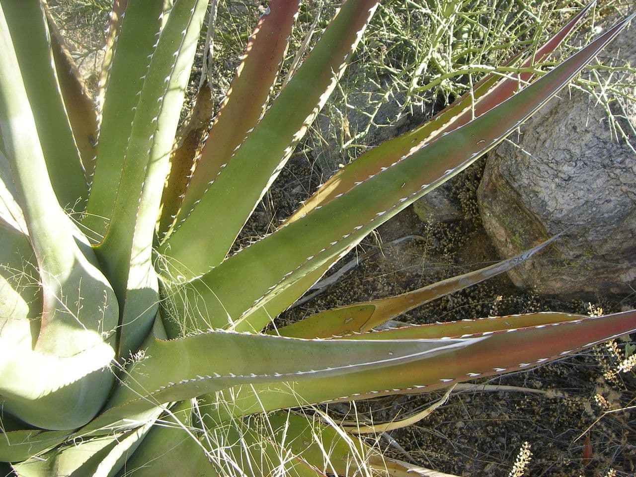 Agave 5