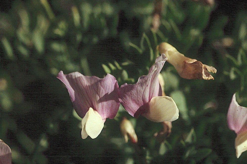 Cicerchia rigida