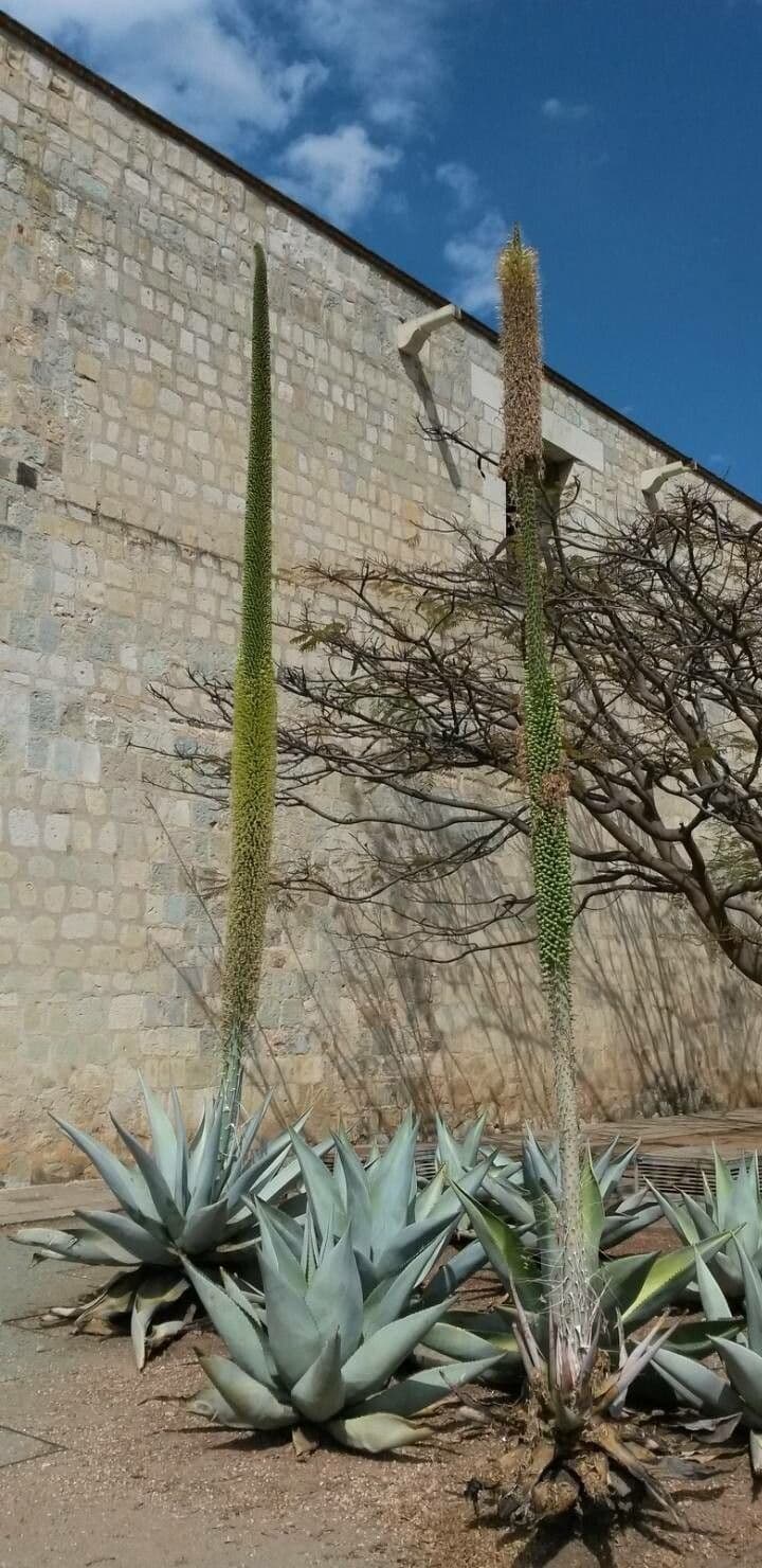 Utah-Agave 8