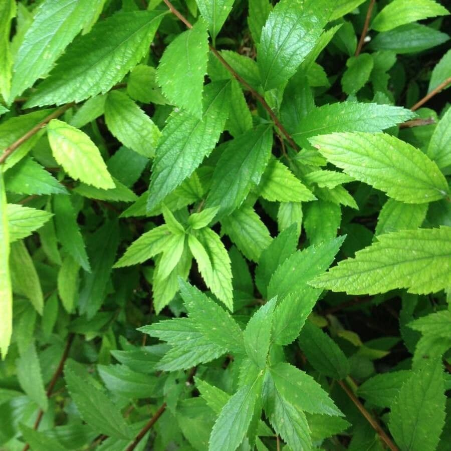 Spirea del Giappone 18