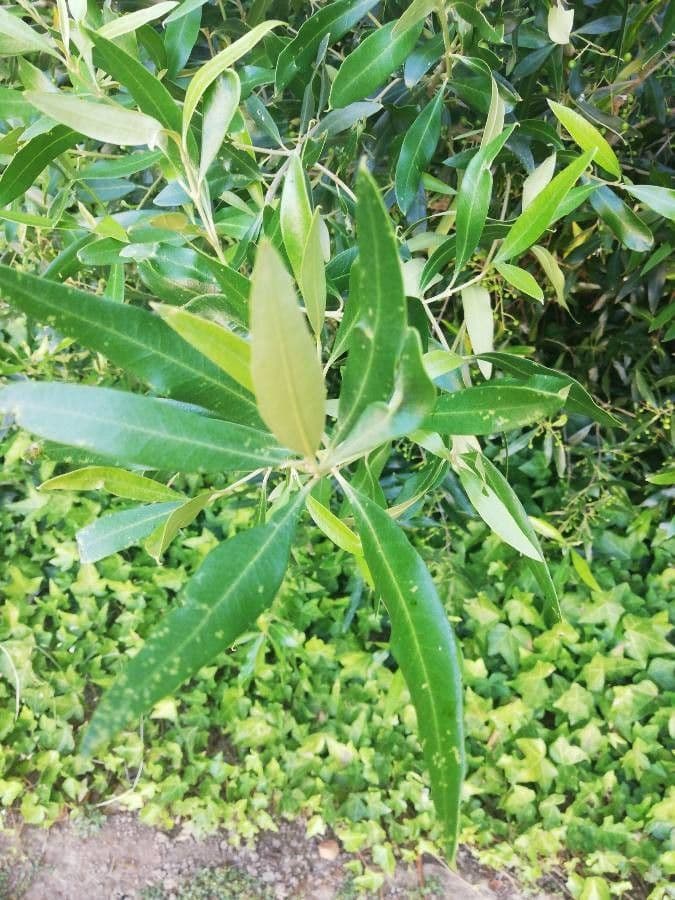 Schmalblättrige Olive 14