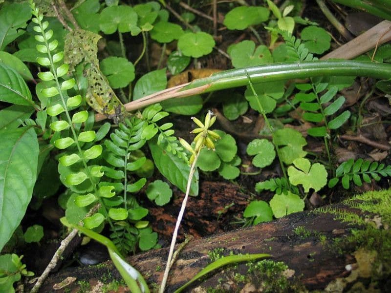 Polystachya 5