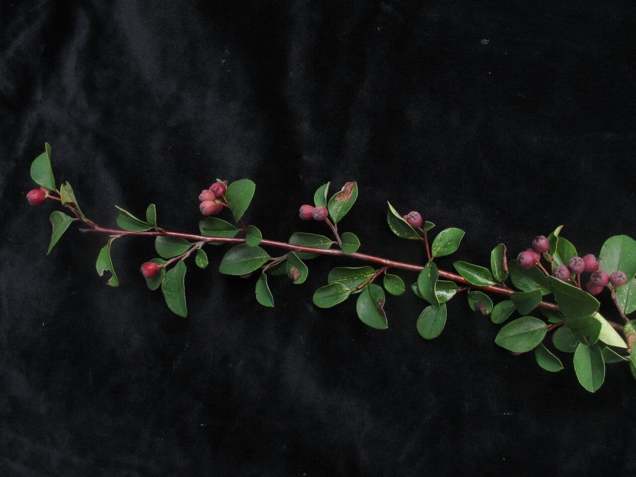 Cotoneaster 4
