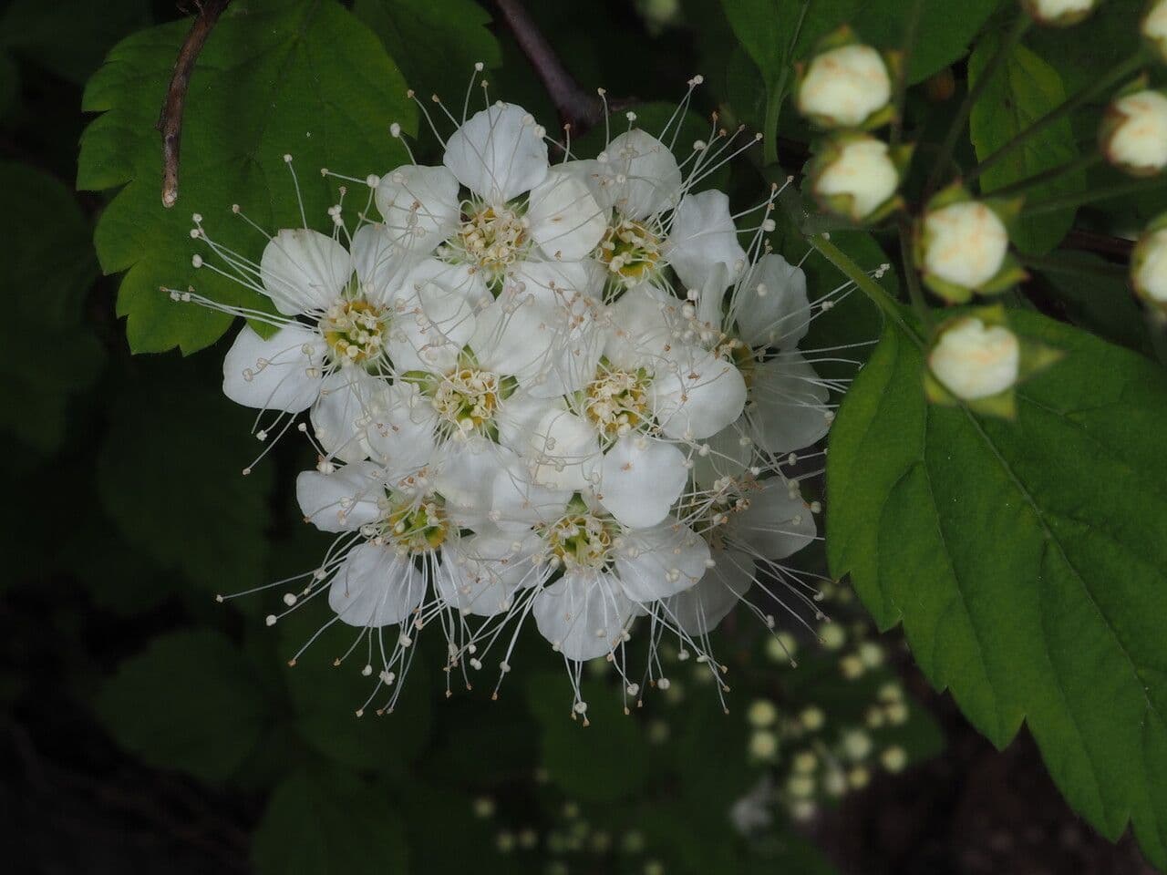 Spiraea ulmifolia 5