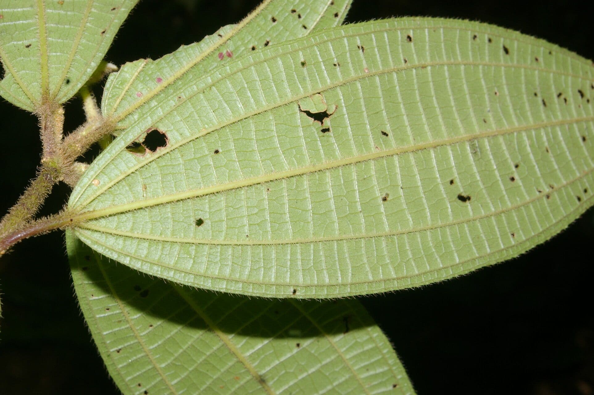 Conostegia 8