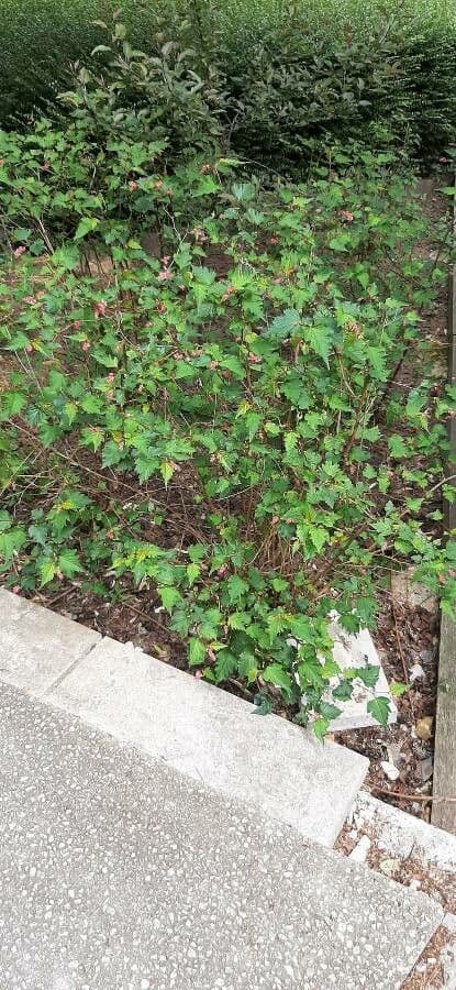 Neillia incisa 7