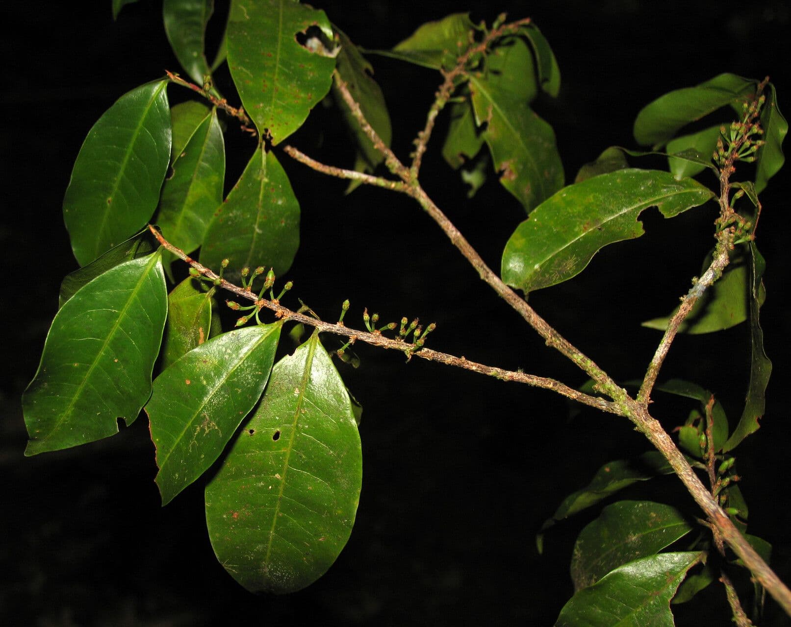 Erythroxylum 5
