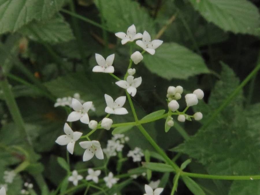 Caglio palustre 9