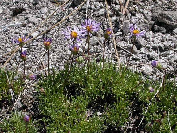 Erigeron 8